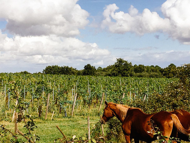Château Le Bonnat vignes et chevaux