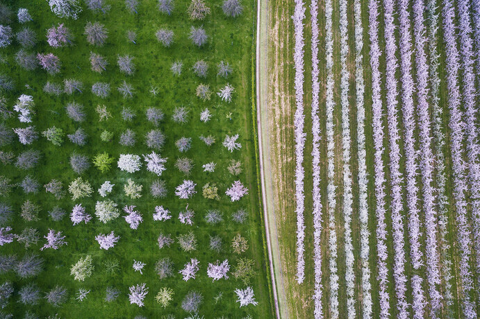 Verger Groult 08 copie